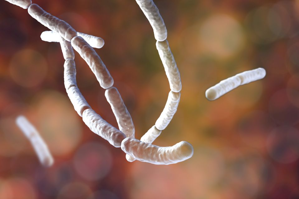 Bacillus subtilis, gram-positive bacteria