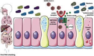 Proposed model for SARS-CoV-2-associated diarrhea.