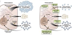 HBV Gastroenterology editorial figure