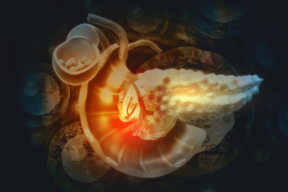 Human Pancreas