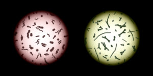 Human microbiota samples under a microscope