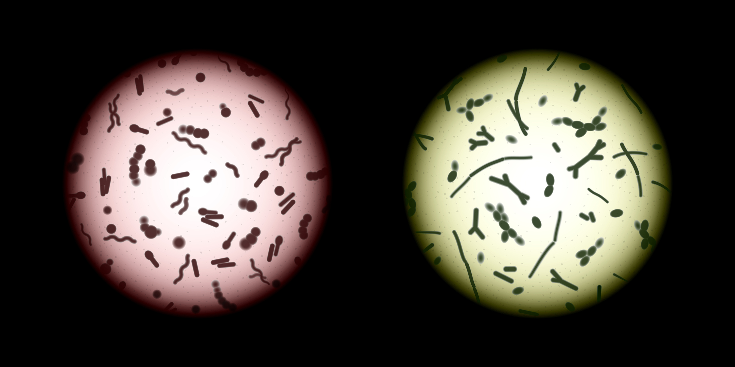 Human microbiota samples under a microscope