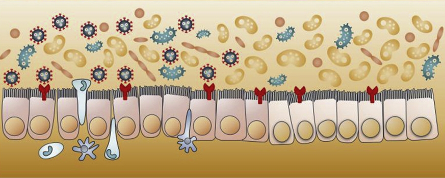 MicrobiomeCOVID_873x349
