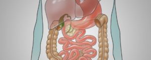 GI tract