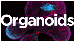 Organoids graphic