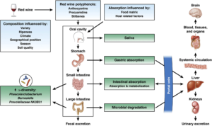 Graphic depicting benefits of red wine consumption on gut health