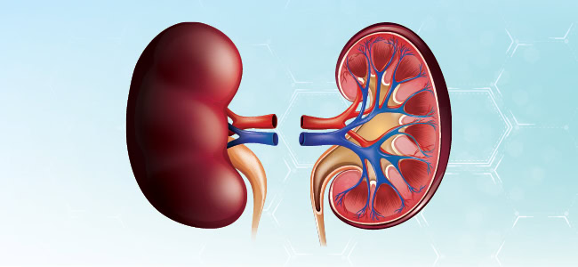 EDU24-022 Raising Awareness of Hepatorenal Syndrome All Asset Package_EDIGEST_LEAD_650x300