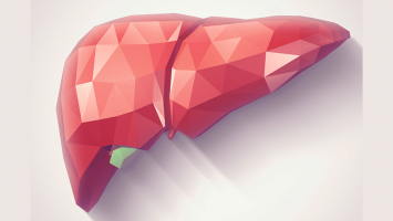 Digitized vector image of a liver