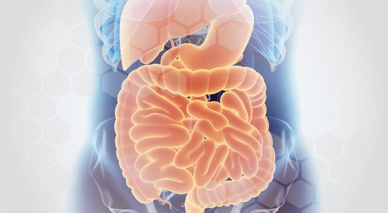 Medical Image of Intestines