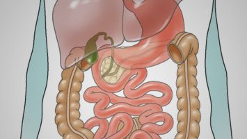 blog-photo4-1764×700 GI tract
